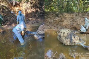 Cambodian Authorities Collect Forensic Samples from Elephant Mother and Calf Killed by Artillery Shrapnel in Preah Vihear