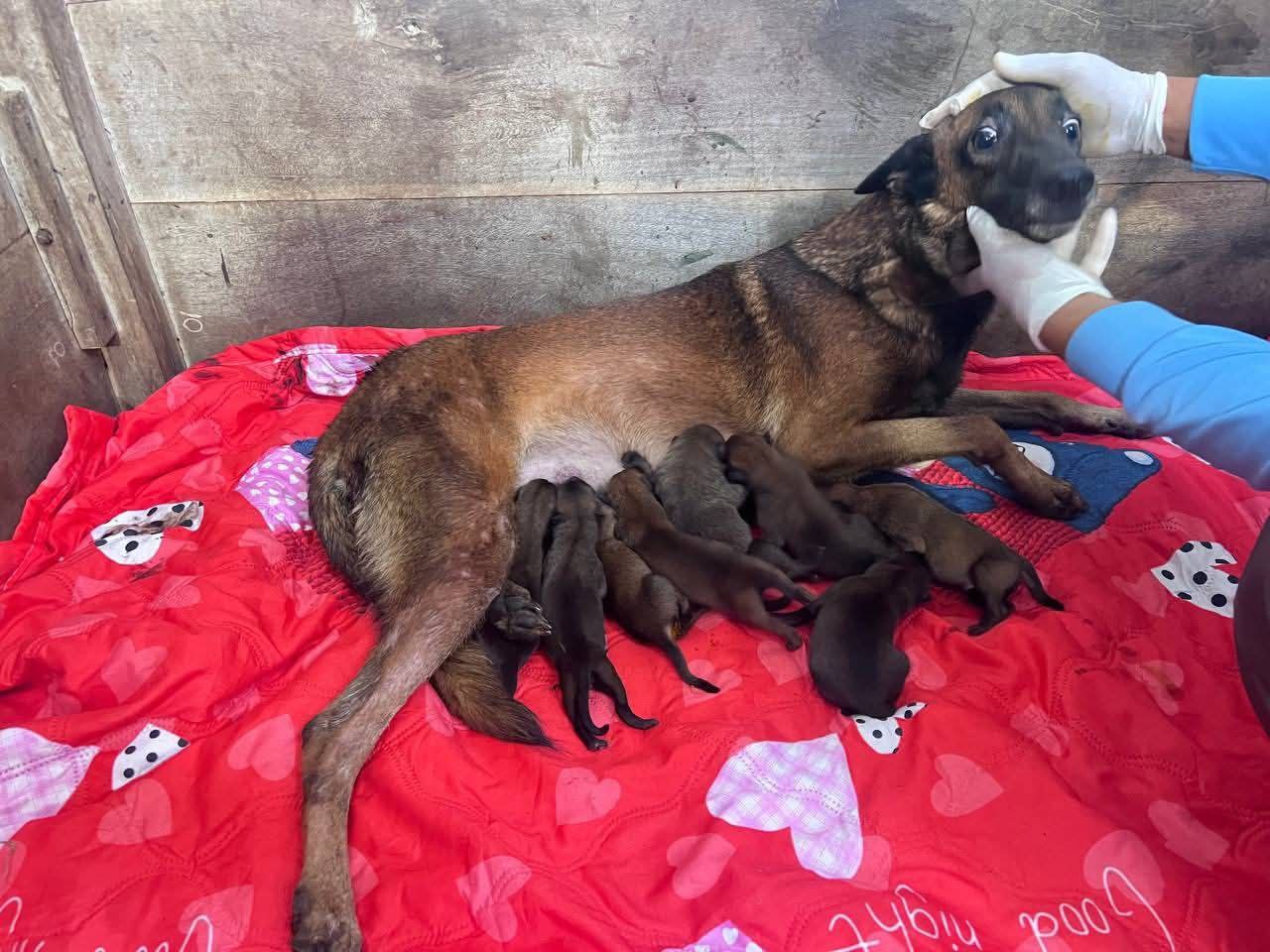 Cambodia declares full capacity in training mine-detection dogs