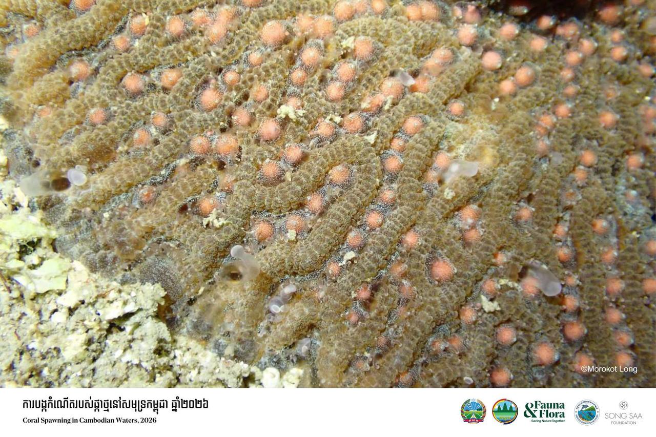 Cambodia Records Rare Coral Spawning Event in Koh Rong, Koh Sdach