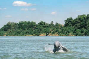Cambodia Records Fourth Baby Irrawaddy Dolphin This Year