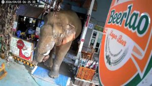 Thai Restaurant Hit by Repeat Elephant Raids