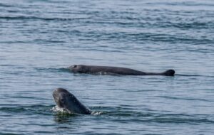 Cambodia Records Newborn Irrawaddy dolphins, Total Reaches 117