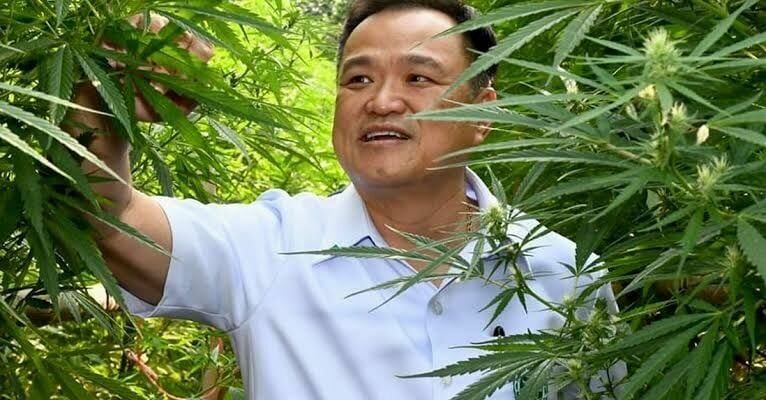 Thai Cannabis Industry Faces Stricter Licensing and New Criminal Penalties