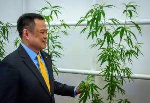 Cannabis Still Easily Available in Thailand Despite Tougher Regulations