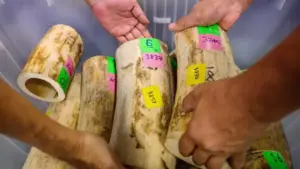 Nine Detained Over Illegal African Ivory Trade in Thailand