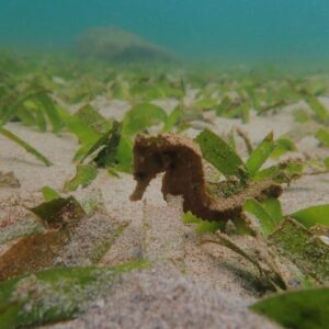Cambodia Reports Increase in Seahorse Population Near Kep Islands