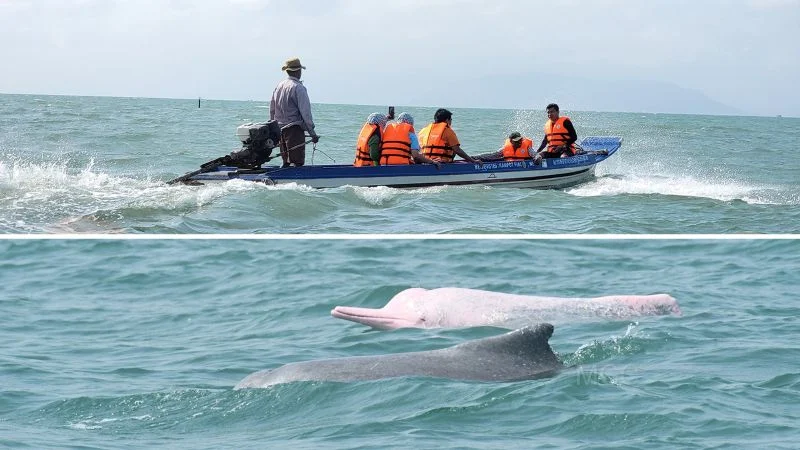 Rare Dolphin Family Spotted in Cambodia’s Kampot Marine Conservation Area
