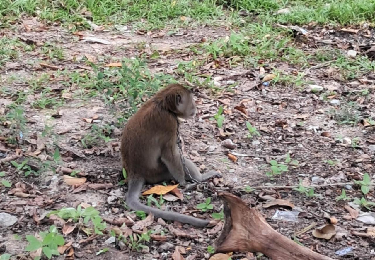 Pet Monkey Fatally Attacks Young Boy in Southern Thailand