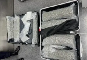 Nearly 32kg of Cannabis Seized From Belgian Traveller at Phuket Airport