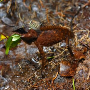 Rare Horned Lizard Found in Phnom Samkos Wildlife Sanctuary