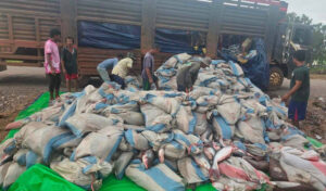 Cambodia Intercepts 18 Tonnes of Pangasius Smuggled from Thailand