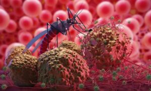 Cambodia Records Zero Local Malaria Cases in First Half of 2026