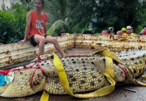 Fears of Crocodile Escape as Floodwaters Swamp Thai Temple
