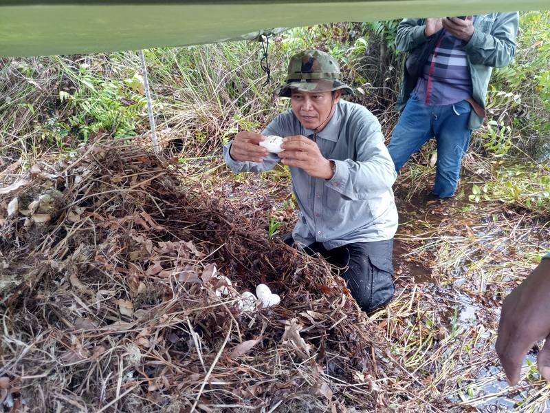 Cambodia Strengthens Protection of Siamese Crocodile Habitat in Veal Veng