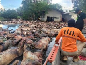 More Than 2,000 Pigs Drown as Severe Floods Hit Thai Farm