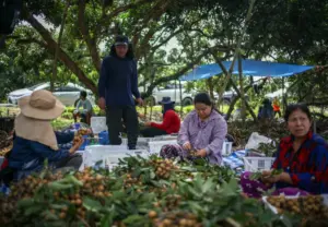 Cambodia Border Dispute Deepens Thailand’s Labour Crisis as Fruit Harvests Suffer